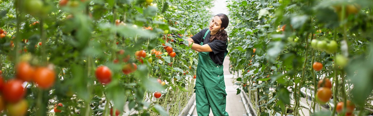 Woman picking tomatoes